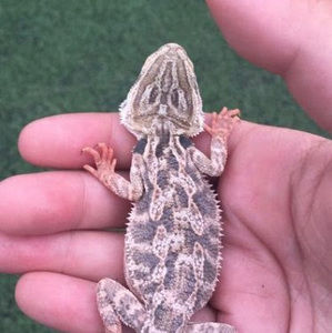 Meet your Posher, Mason